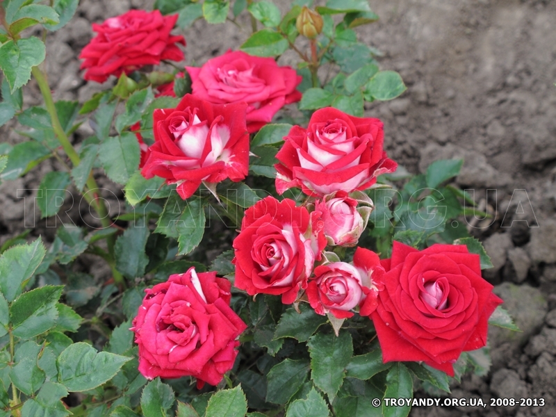 Ruby Star